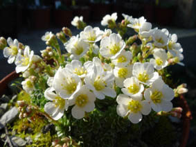 Saxifraga marginata